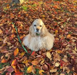 The American Cocker Spaniel needs regular long walks and active play. This will help keep the do ...