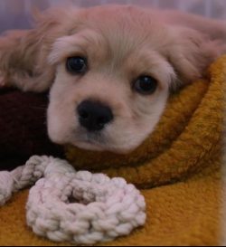 Bring the American Cocker Spaniel into the family’s daily life, for example, teach him to  ...