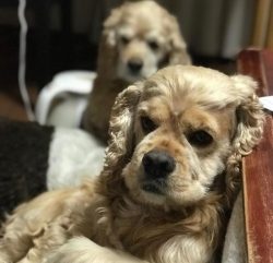 The American Cocker Spaniel is an example of a companion dog. They are very calm, obedient, frie ...