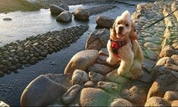The American Cocker Spaniel was bred specifically for hunting by the feather. This small, energe ...