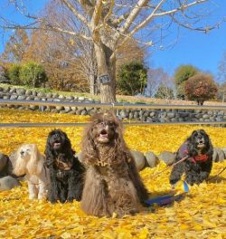 The American Cocker Spaniel has a robust build. The dogs move freely, the back does not bend whe ...