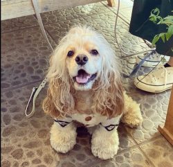 The American Cocker Spaniel has a long coat. The coat is soft and requires a lot of maintenance. ...