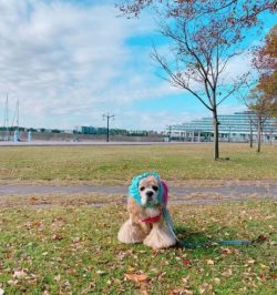 American Cocker Spaniel is of average height, weight. The height of the dog does not exceed thir ...