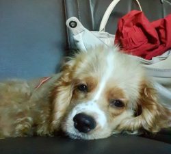 American Cocker Spaniels come in a wide variety of coat colors. These are fawn, red, chocolate,  ...