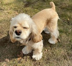 Having been with this dog even for five minutes, it will become clear to everyone that the cocke ...