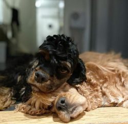The hallmark of the American Cocker Spaniel is social. Cockers need society, they cannot exist a ...