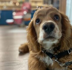 Loneliness is contraindicated in the American Cocker Spaniel. From him, dogs can even get sick w ...