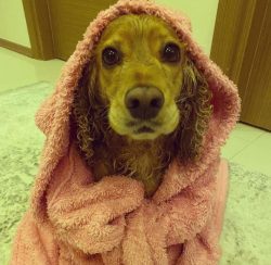 The American cocker treats other animals well. He will be able to get along with another breed o ...