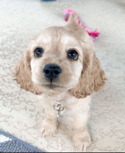 The characteristic trait of the spaniel is sensitivity. The animal has a high level of intellige ...