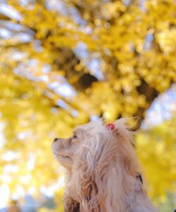 Despite a number of positive qualities, cocker spaniels have bad character traits. In particular ...