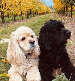 Cocker Spaniels with different coat colors have a different character. So, individuals of light  ...