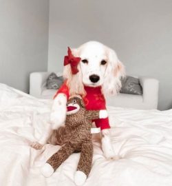 American Cocker Spaniels are recognized by experts as the best pets for children of all ages alm ...