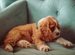 When forming this breed, breeders paid most attention to appearance. They wanted a beautiful dog ...