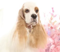 Cocker Spaniels are very sensitive. They cannot be brought up in excessive severity. Aggressive  ...