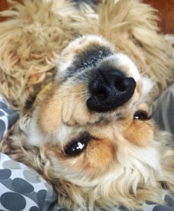 The name of the breed itself reflects the main idea of ​​its creation. Many researchers claim th ...