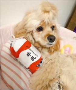 The American Cocker Spaniel girl gives birth to three or four puppies at a time. The first two a ...