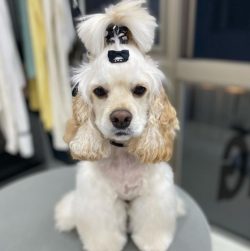 Already from the first months of life, a cocker should be taught at least basic commands. Field  ...