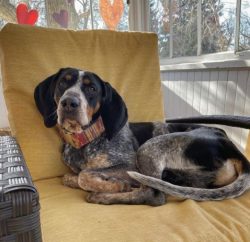 The American English Coonhound also called the Raccoon Hound, is a versatile animal, with functi ...