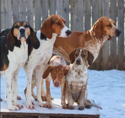 American English Coonhound is a four-legged creature with extraordinary abilities and talents &# ...