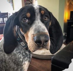 In the modern American English Coonhound, the blood of the English Bloodhound and other dogs flo ...
