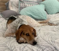American English Coonhound dogs are distinguished by a well-built, proportional, and harmonious  ...