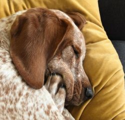 American English Coonhound is about 56 to 69 cm tall and weighs about 25 kg. Against the backgro ...