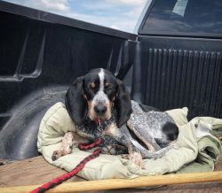 American English Coonhound wool looks glossy and silky and plays in the sun with interesting tin ...