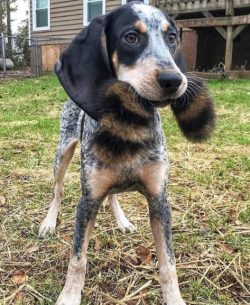 The American English Coonhound is a real source of indefatigable energy, a kind of “Energi ...