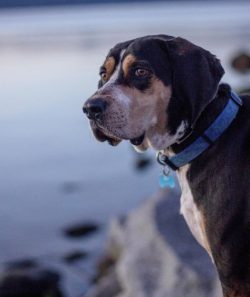 American English Coonhound is surprisingly good at being in a pack where you can compete and fee ...
