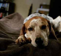 American English Coonhound is wonderful, with tenderness and affection, treats children, and she ...