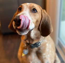 Due to too fast mobility or excessive physical exertion, the American English Coonhound can deve ...