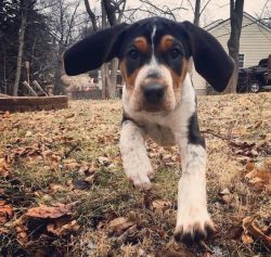After walking, be sure to check the ears, skin, and eyes of the American English Coonhound for p ...