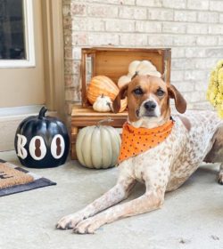 The American English Coonhound was created for wide and open places, so if you are a person with ...