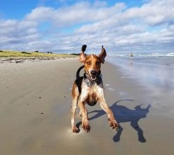 Keeping American English Coonhound in an apartment is undesirable for this breed – the dog ...