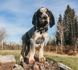 Caring for the American English Coonhound consists of cleaning coarse and short hair with specia ...
