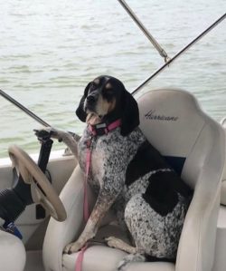 Bathing American English Coonhound is required – only if necessary. In general, you should ...