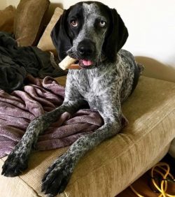 Nature has laid in the character of the American English Coonhound the ability to adapt to any c ...