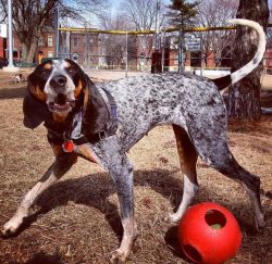 Early socialization will help train the American English Coonhound to interact well with other p ...