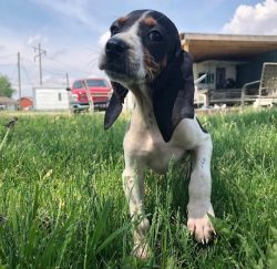 The American English Coonhound breed is rarely found in urban areas. Although it was only recent ...
