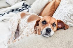 The variety of these dogs can be described as the “most typical” coonhound. It is a  ...