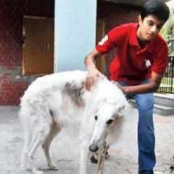 At home, the canine greyhound is also called the wolfhound, and for good reason, because it has  ...