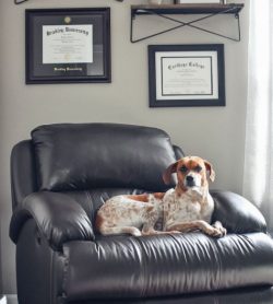 The American English Coonhound head is similar to that of other coonhound breeds. It is slightly ...