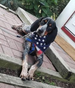 The American English Coonhound has a well-fitted, boxy design with no exaggerated features. The  ...