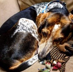 The coloration of American English Coonhounds is the most variable of all Coonhounds. AKC and UK ...