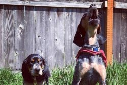 American english coonhound has the same temperament that hunting dogs show. For the most part, t ...