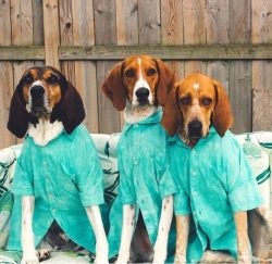 American English coonhound is able to solve the tasks assigned to them very intellectually. They ...