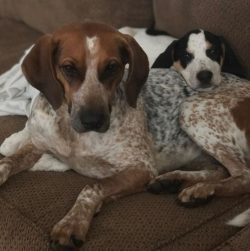 Like many hounds, the American English Coonhound breed is difficult enough for training lessons. ...