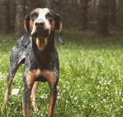 Since the American English Coonhounds work primarily at night, breeders have selected individual ...