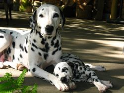 Filmmakers and cartoonists have solidified the popularity of the Dalmatians, a breed that has al ...