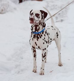 The dog in different periods could be called brindle, attributed to the French and Danish hound  ...